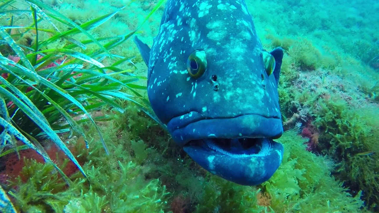 Tauchen - Plongée - diving on the Côte d'Azur-Divin´Giens ....Adventure Zackenbarsche ganz nah ...