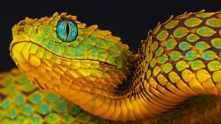 Another 5 Deadly Snakes That You Should Know! 🐍
Welcome back to our channel, snake enthusiasts! 🐍 In this thrilling sequel, we bring you Another 5 Deadly Snakes That You Should Know! hosted by Sanjay Dam.
🐍 Gaboon Viper - The master of camouflage, this snake is a true expert at blending into its environment and delivering a deadly bite when least expected.
🐍 Boomslang - Native to Africa, the Boomslang, or tree snake, is known for its unique appearance and extremely toxic venom. Encountering this serpent can be more dangerous than it seems.
🐍 Philippine Cobra - One of Asias deadliest snakes, it can spit venom with pinpoint accuracy, causing paralysis in minutes. Learn how to stay safe if you ever come across one.
🐍 Saw-scaled Viper - Found in deserts and grasslands of Africa, the Middle East, and the Indian subcontinent, these snakes are known for their irritable nature and highly hemotoxic venom.
🐍 Western Diamondback Rattlesnake - A venomous pit viper native to North America, its rattling tail is a warning sign you should never ignore.
Stay informed and cautious about these magnificent yet dangerous creatures. If you found this video fascinating, dont forget to like, share, and subscribe for more thrilling content. Thanks for tuning in, and until next time, stay curious and stay safe! 🐍🎥
Join this channel to get access to perks:
https://www.youtube.com/channel/UCT_i60PbkkYlg2p88vElqCw/join
#wildlife #snakes #learning #education Another 5 Deadly Snakes That You Should Know! 🐍