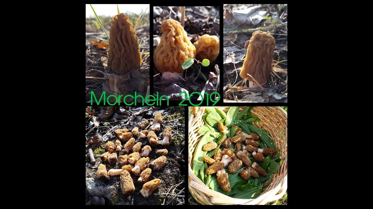 Morcheln 2019 - Die Böhmische Verpel -   Le spugnole ci sono!