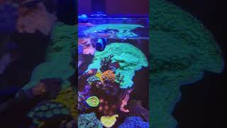 HOMEMADE FISH FOOD MADE BY YOURS TRULY    #redseareefer #saltwatertank #corals #coralessentials