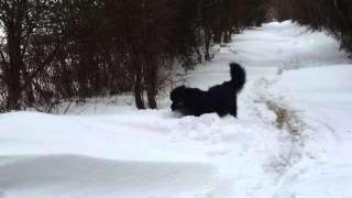 Newfoundland puppy plays in Sussex snow pt 2 by TonkineseKitty 130 views 11 years ago 1 minute, 2 seconds