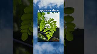 Power of முருங்கை கீரை ?? Making drumstick leaves sambar video available in our channel shorts