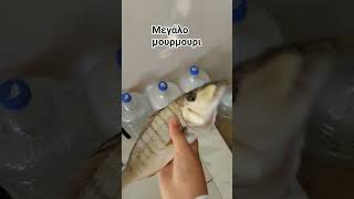 Ψάρεμα ένα μεγάλο μουρμουρι (super Vaggy) #fishing #rod #fishingvideo