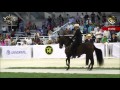 Gran Campeonato Mundial Caballos De Paso Fino, XII Mundial 2015