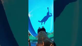 Waterslide into pool full of giant fish #funny #memes