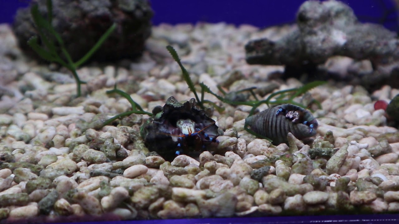 ユビワサンゴヤドカリ Youtube