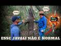 BRUTO, GRANDE E PERIGOSO | JAVALI BRASIL