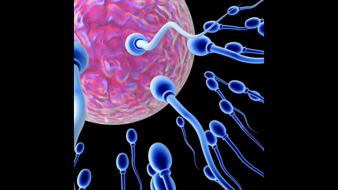 восстановление спермы в организме фото 65