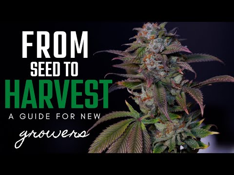 How to Grow Weed | Seed to Harvest Guide for Beginner Growing