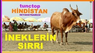 İNEKLERİN SIRRI / Hindistan Seyahatnamesi #4