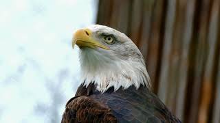 Adler Bald Eagle Bird Of Prey Raptor 2160p 4k videos | Copyright Free Videos Academy | Full 8k Video