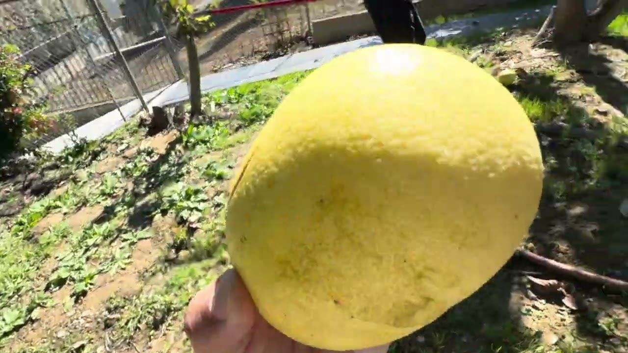 朋友來採摘疏菜水果農家樂