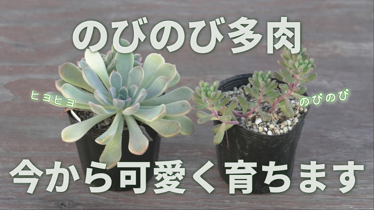 つぶつぶ屋 ❤️おもち丼❤️多肉 鉢のまま つぶー つぶお モリモリ つぶつぶ屋 ❤️おもち丼❤️多肉 鉢のまま つぶー つぶお