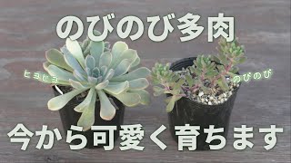 Top【選抜株】多肉植物　24839ラブシック　エンジェル 40個　鉢無し/脱土 598 [Care Tips] No need for care! Autumn is coming! - YouTube
