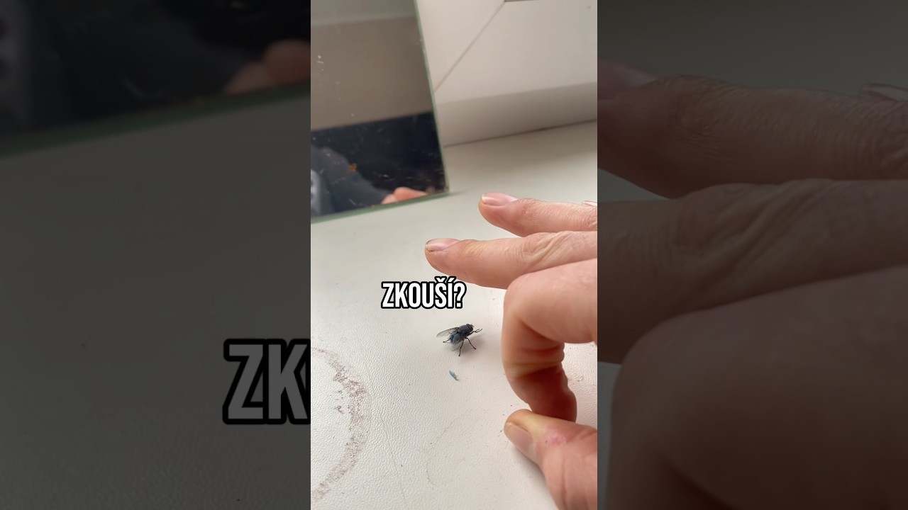 moucha to nevychytala #vtip #vtipnávidea #komedie #sranda #czsk #zvířata