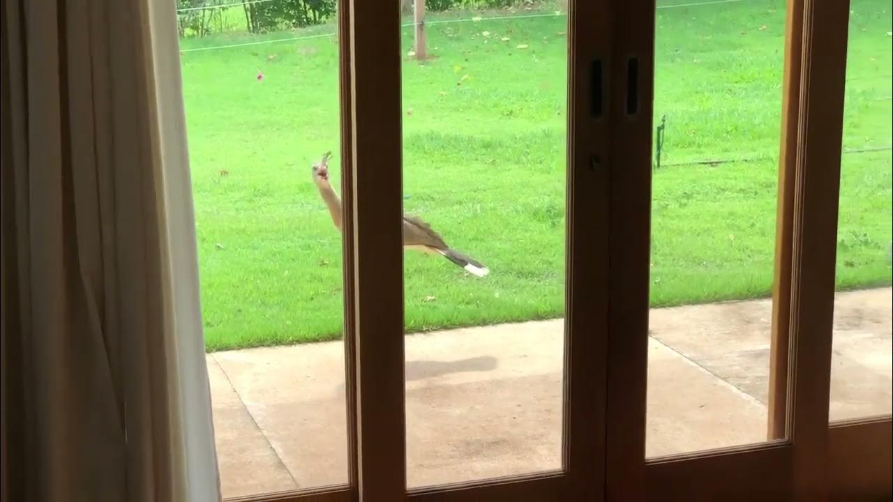 Bird Jumps Up and Pecks at Glass Door 1404022 YouTube