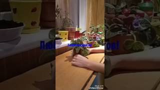 Фиалки. Как пересадить фиалку. Омолодить старую фиалку. Фиалки. Как пересадить фиалку. Омолодить старую фиалку.
