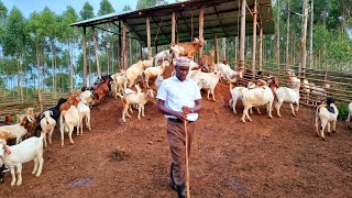 How to Manage Your Goats Daily | 2026