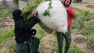 حياة الريف العراق صلاح الدين Rural life, Iraq, Saladin