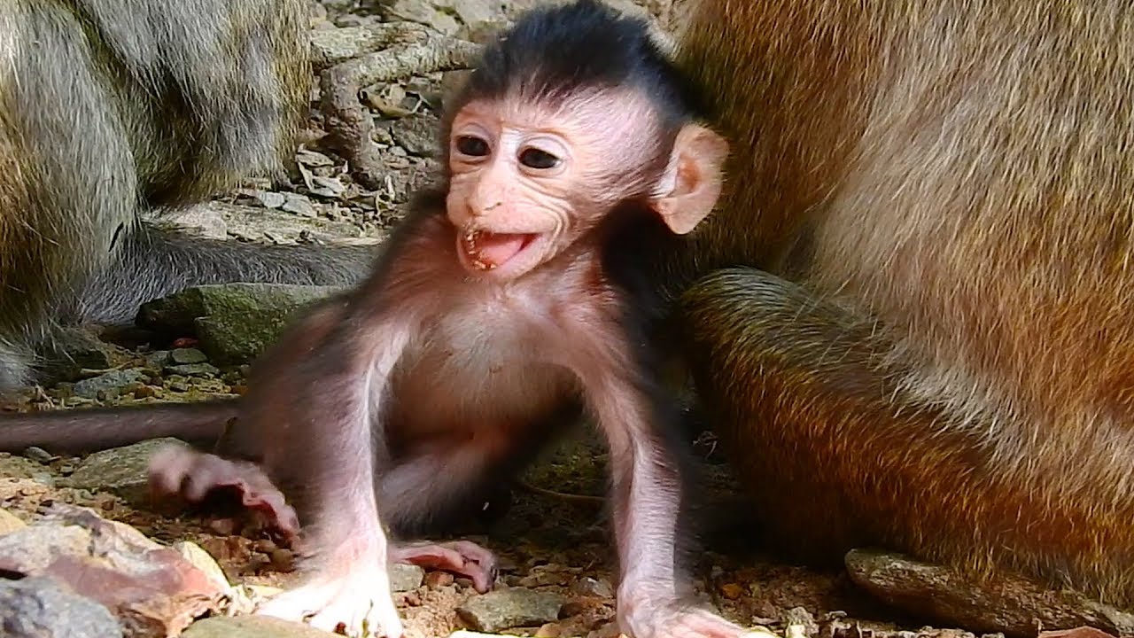 Oh My God! Really Pity Newborn Baby Monkey Like This