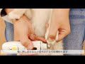 【爪切り嫌いな愛犬におすすめ】電動爪やすりレビュー