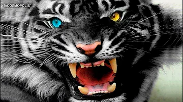 ¿Cuántos tigres negros quedan en el mundo?
