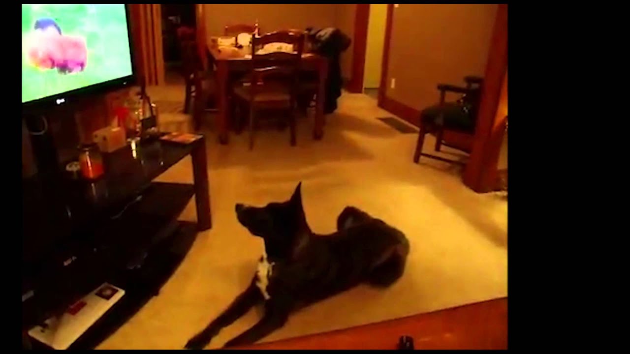 dog videos to show your dog Dogs Watching DOGTV: compilation # 2
