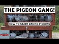Pigeon racing for beginners part 1 ep 53