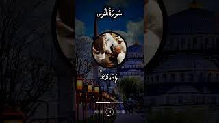 Surah An-Nur 🌙 | Hearts That Never Forget Allah | Quran Short