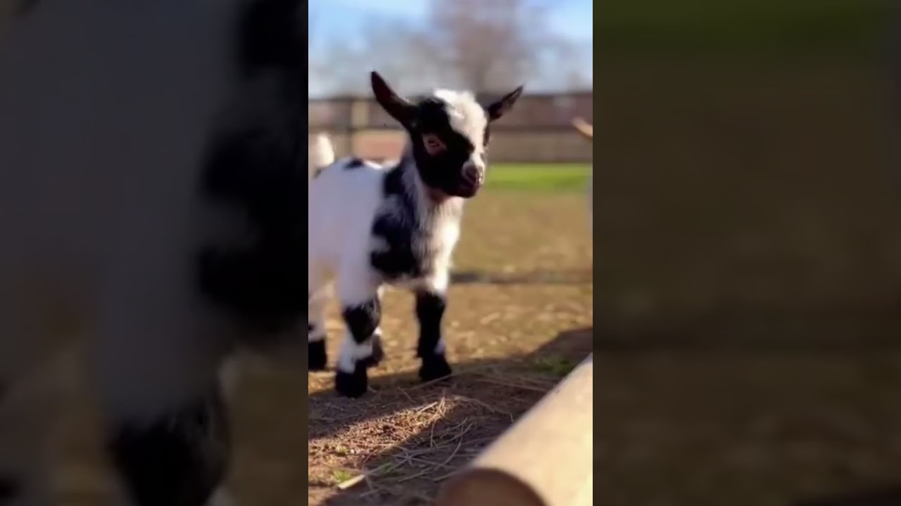 little goat fun and masti #shortvideo #shorts #goat #goatfarming