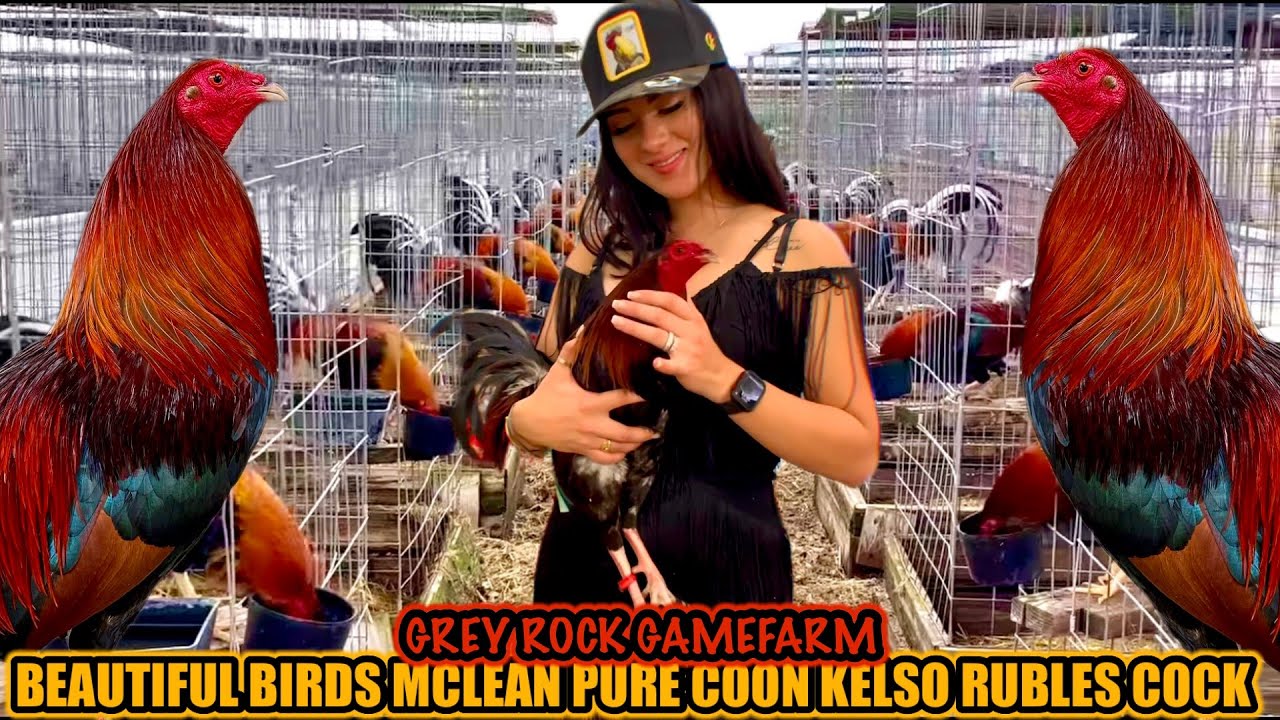 Beautiful Birds Mclean Pure Coon Kelso Rubles Cock ~ GREY ROCK GAMEFARM