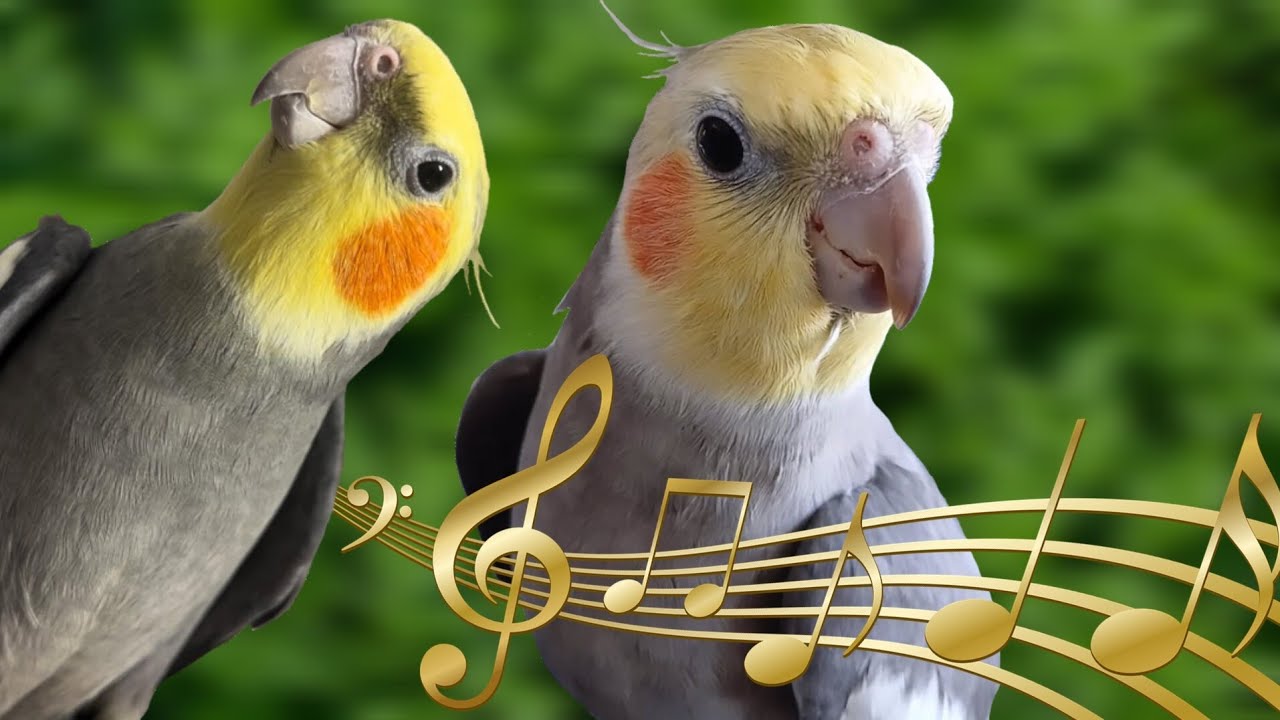 1 Hora de CANTOS para TREINAR Sua CALOPSITA: Felicidade e Alegria Garantidas [CALOPSITAS CANTANDO]