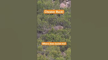 Cheater Buck Drops With One Shot! #hunting