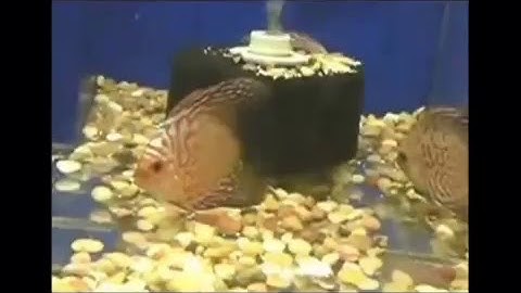 Cá Dĩa vây Dài - Thiên Đường Cá Cảnh