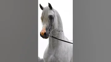 سأبكي عليك سأحن لنظرة من عينيك بلال الأحمد المرابط محمود عياد 