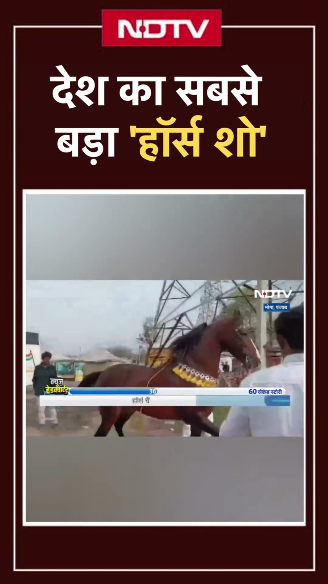 Punjab News: Moga में आयोजित हुआ Horse Show, 'सुल्तान' ने खूब सुर्खियां बटोरीं