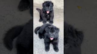 #germanshepherd Black #doglover #gsds #dogs #pet #cute #cat #funny #video #shorts #comedy #viralvide