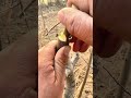 Want Grafting Success? Watch This Now #grafting #plants #garden #tree #mygarden #architecture #trees