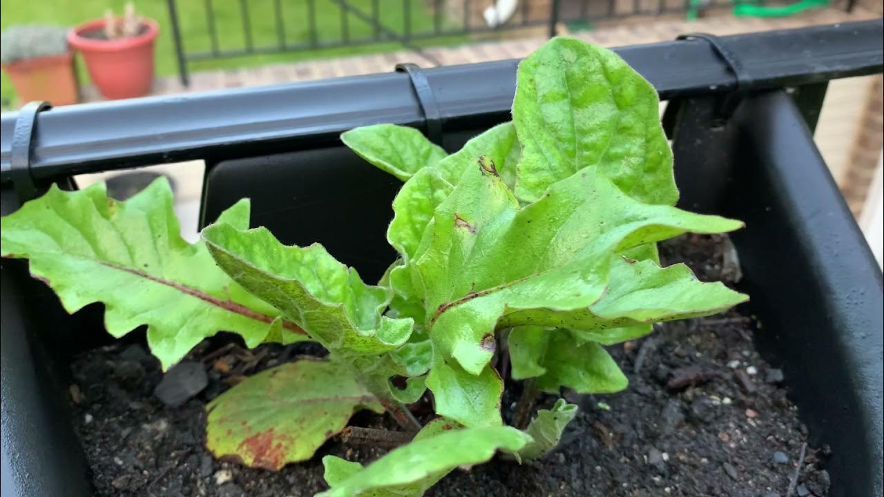 Red Gerbera Daisy Powdery Mildew Fungus UPDATE YouTube