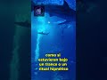 ¿Trance colectivo?  ¡El misterio de los animales que caminan en círculos! #curiosidades #misterio