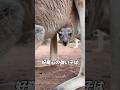 赤ちゃんカンガルー