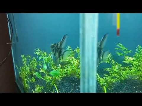 طريقة حسب كم كيلو يحتاج حوضي رمل او تربة