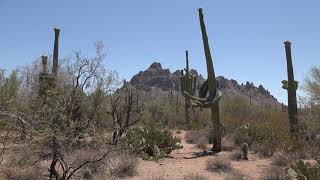 Climbing Ragged Top - Ironwood Forest National Monument, AZ