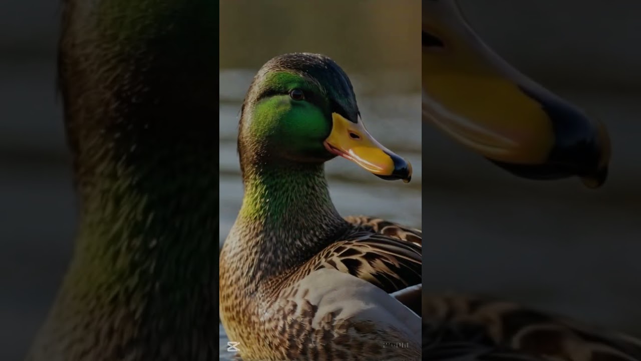 The Calm Life of a Mallard Duck 🦆🌊 A Peaceful Moment in Nature 