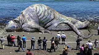 The LARGEST Animals Ever Recorded