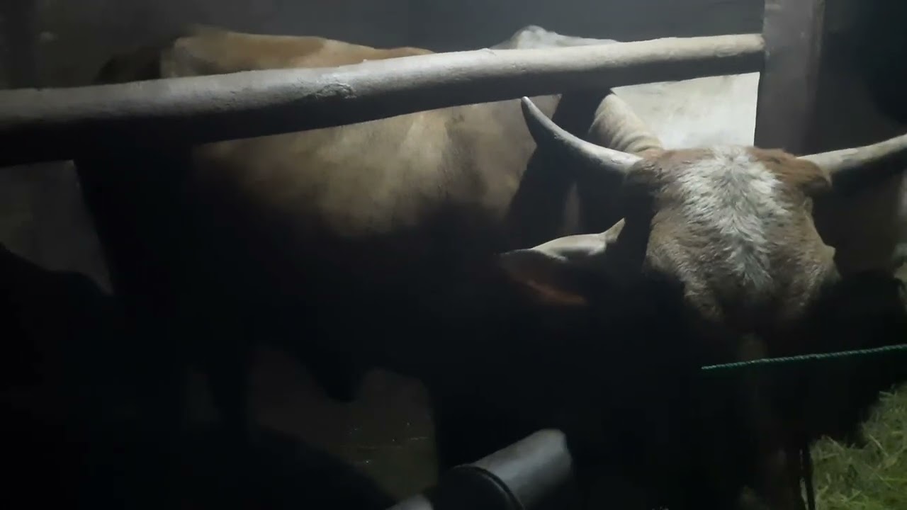 Tindakan untuk indukan sapi yg tidak mau ngasih susu ke anaknya, biar tuman