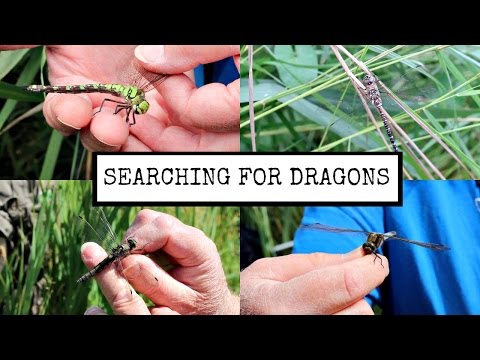 Searching for Dragons | Dragonflies and Damselflies with the NWT | Maddie Moate