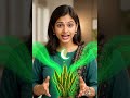 మీ ఏసీ గదిలో ఈ మొక్కను పెట్టండి! 🛑 | Best Indoor Plants Telugu