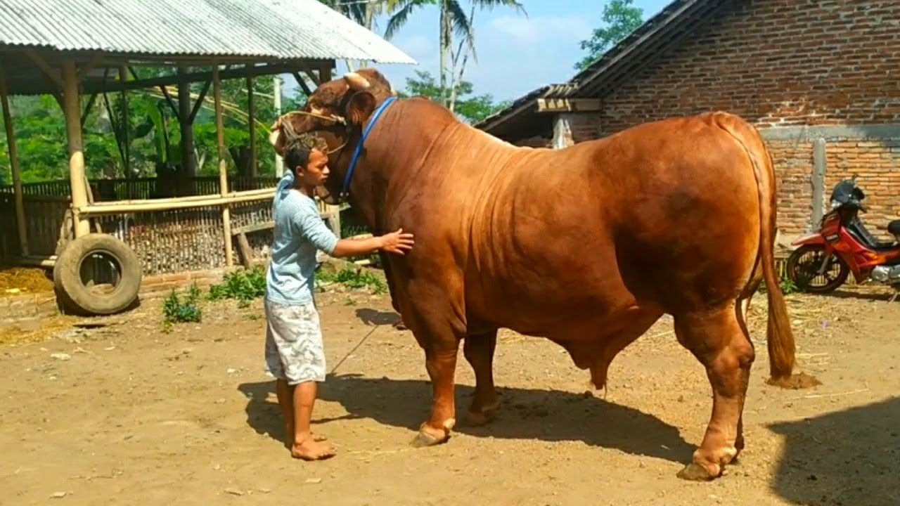 Limousin bull kandang Lembu Suro - YouTube