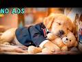 15 STUNDEN Entspannungsmusik für Hunde 🐶💖 Ruhige Anti-Angst-Pflege 🎵 Tiefer Schlaf &amp; Zen-Heilung
